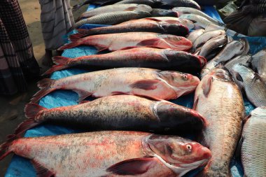 Asya 'daki bir dükkanda satılık taze sazan balıklarının görüntüsü.