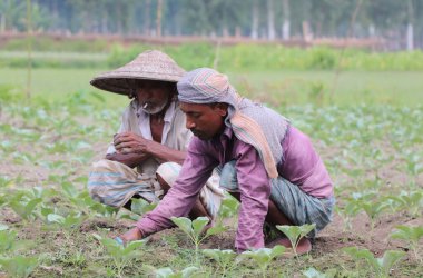 İki Asyalı tarım işçisi otları temizliyor, biri Bangladeş tarlalarında sigara içiyor.