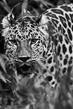 Leopar doğal ortamında.