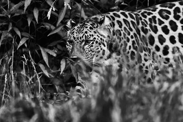 Leopard Walking Trees — Stock Photo, Image