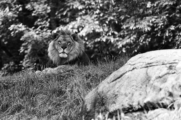 自然の生息地にあるライオン — ストック写真