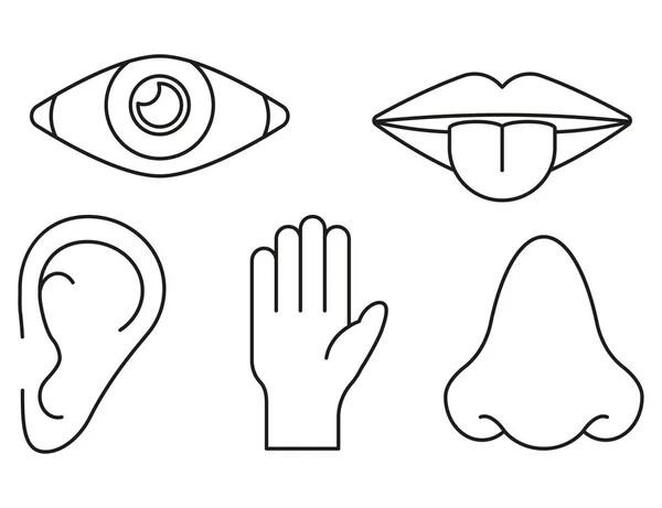 白い背景の上の行スタイルの感覚器官のベクトルします — ストックベクタ