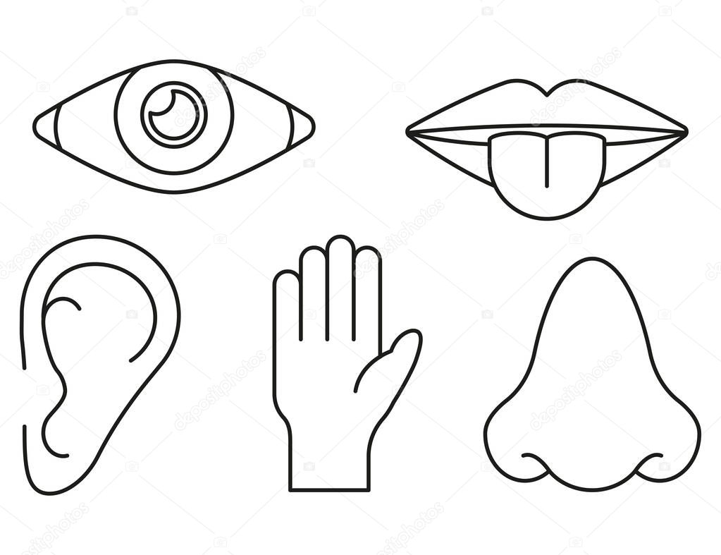 Sense organs in lines style on white background, vector