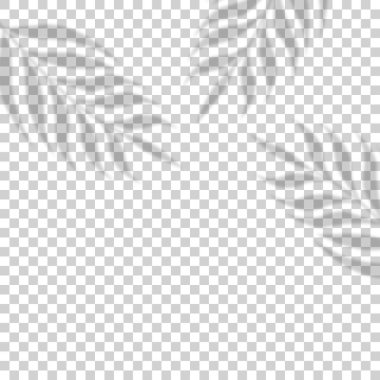 Palmiye yaprağı gölge etkisi. Saydam gölge kaplama efekti. Trop