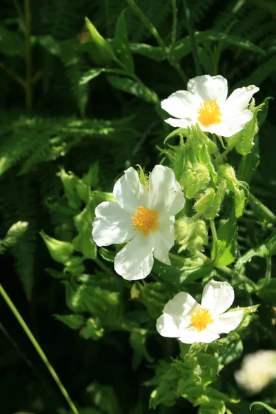 Bela Flor Rockrose Com Fundo Verde — Fotografia de Stock