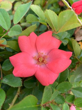 Parlak renkli çiçekler ve güzel yapraklar. 