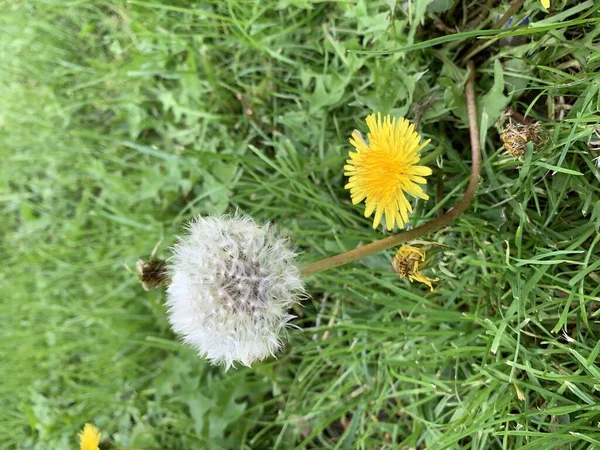 Ljusfärgade Blommor Och Vackra Kronblad — Stockfoto