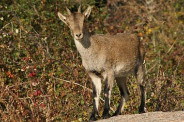Dağ keçisi çok meraklı bakıyor.