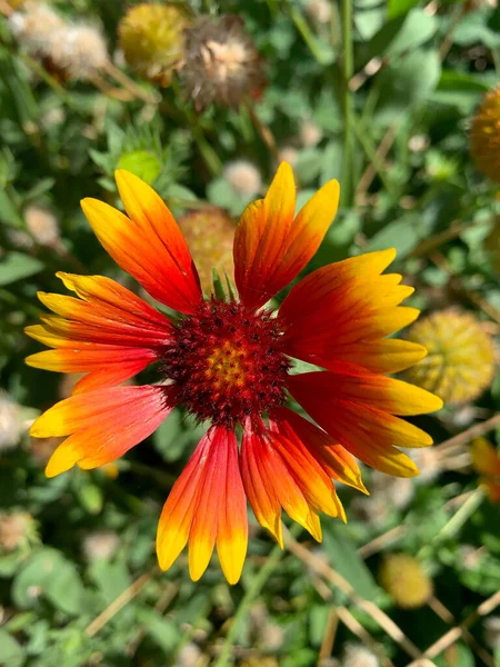 Blume Aus Roten Und Orangen Blütenblättern — Stockfoto