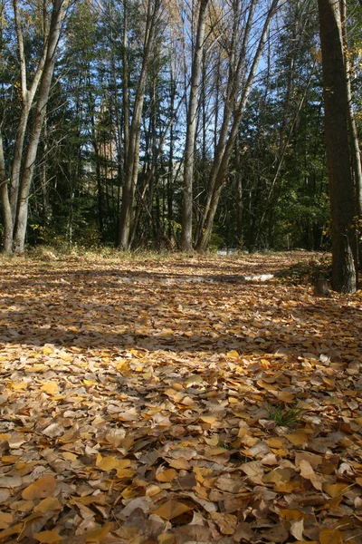 Camino Cubierto Hojas Caídas Otoño —  Fotos de Stock