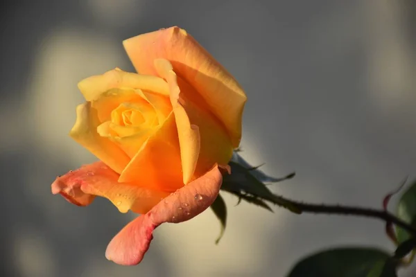 Eine Wunderschöne Und Entzückende Orangefarbene Rose Liebe Valentinstag Oder Geburtstagsgeschenk — Stockfoto