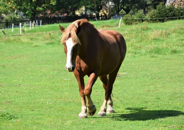 Elegante Caballo Marrón Chic Movimiento Elegante Pastos Prados Pastizales — Foto de Stock