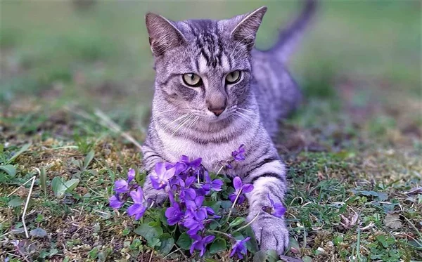 Adorable Chat Tigre Gris Mignon Jardin Aux Fleurs Violettes Violettes — Photo