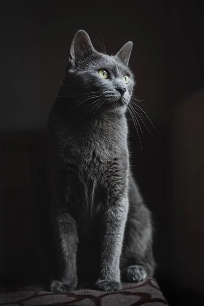 Gri yerli kedi oturma ve pencerenin poz