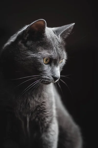 Gri kedi ne zaman pencerenin poz kapat