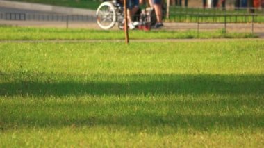 Yeşil çim bir şehir parkı.