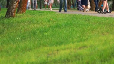 Kentsel park çim, yakın çekim.