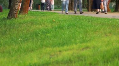 Yeşil çimenlerin üzerinde bir şehir parkı çim.