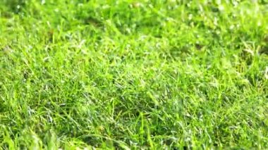 Yeşil çim hareket.