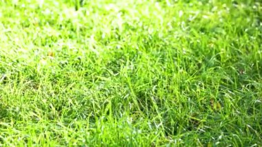 yeşil çimen arkaplan dokusu.