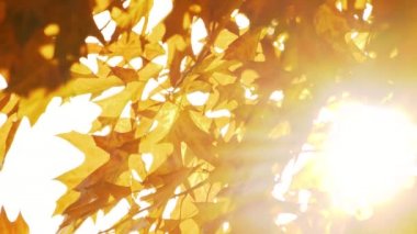 Sonbahar portakal meşesi yaprakları parlak güneş ışığında.