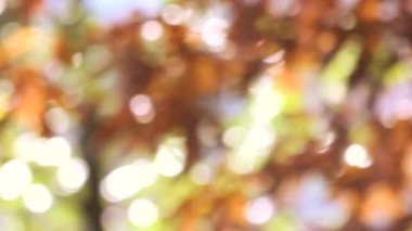 sonbahar doğal bokeh.