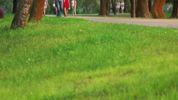 Yeşil Çimenlerin Üzerinde Kalabalık Park Yürüyüş Bir Parkta Gezinme Insanlar — Stok video