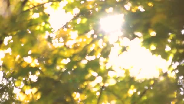 Listy stromů a jasné sinshine. — Stock video