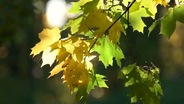 Zbliżenie Zielony Klonowej Gałęzi Drzewo Ruchu Wieje Wiatr — Wideo stockowe