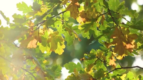 Зеленые дубовые листья, закрыть . — стоковое видео