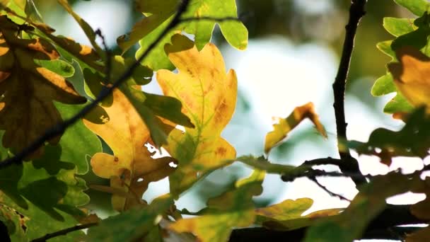 Feuilles de chêne, gros plan . — Video