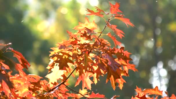 Rode eiken bladeren in de herfst. — Stockvideo