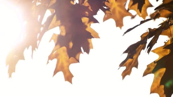 Сезон красивых осенних листьев. — стоковое видео