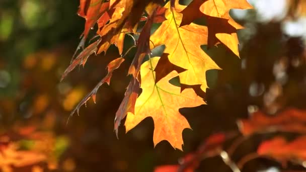 Kleurrijke Herfstbladeren, close-up. — Stockvideo