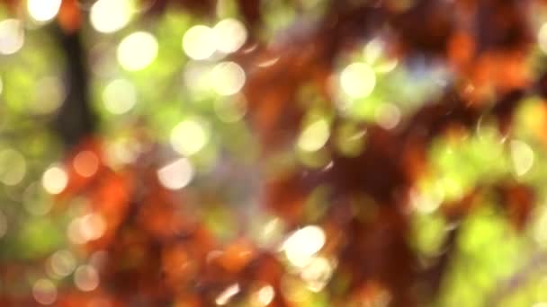 Arbre flou aux feuilles orange . — Video