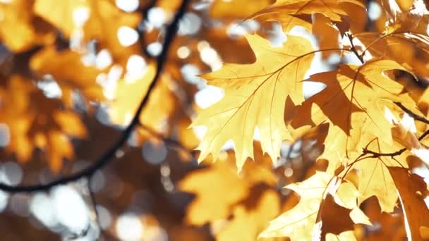 Hojas de roble de otoño decoloración . — Vídeos de Stock