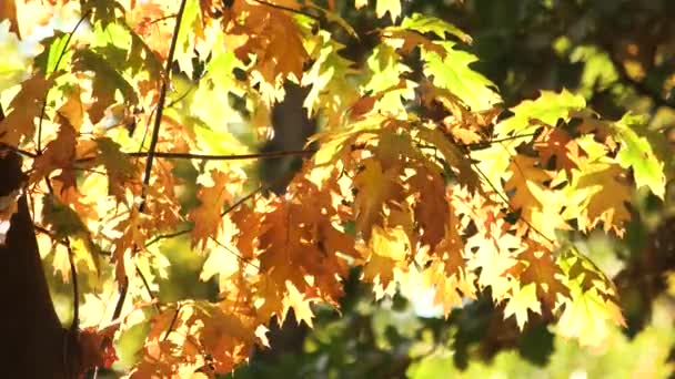 Eiche, Wind weht. — Stockvideo