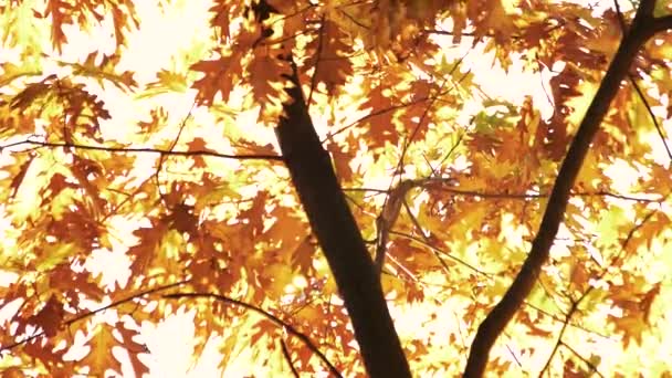 Chêne aux feuilles d'automne dorées . — Video