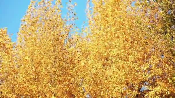 Yellow tree leaves against blue sky background. — Stock Video