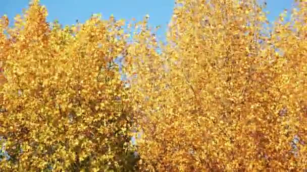 노란 autunmn 나무. — 비디오