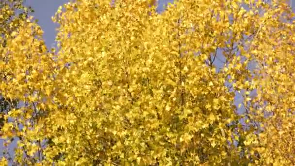 Hojas de otoño en los árboles balanceándose con el viento . — Vídeo de stock