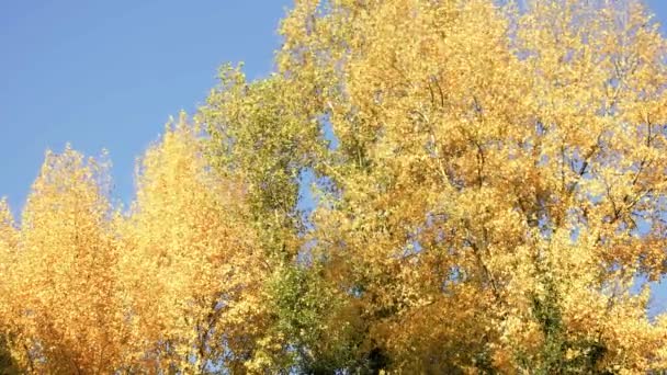 Bosque en otoño . — Vídeos de Stock