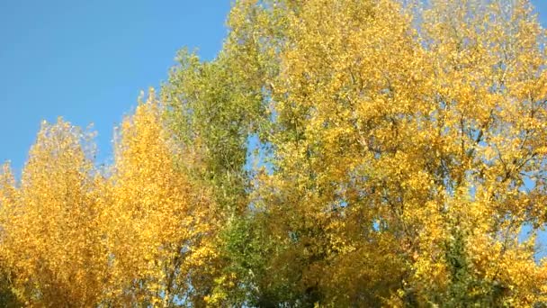 秋の木々 の動き背景. — ストック動画