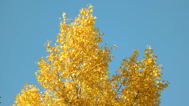 Parte superior de un árbol de otoño amarillo . — Vídeos de Stock