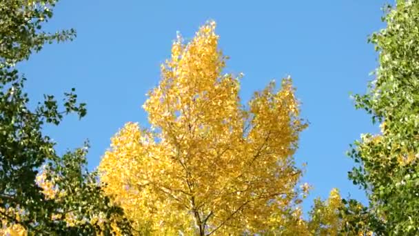 Gele en groene bomen tegen blauwe hemelachtergrond. — Stockvideo