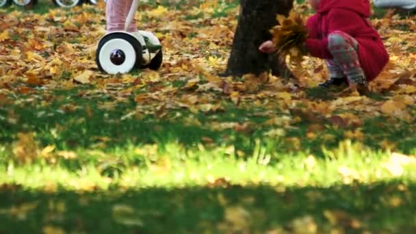 Çimenlerin üzerinde binme düşen yapraklarla kaplı. — Stok video