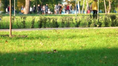 Bebek arabası yaz parkta.