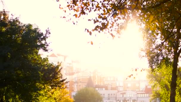 Bäume in der Stadt. — Stockvideo