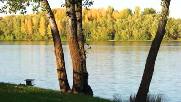 Paisagem fluvial com árvores . — Vídeo de Stock