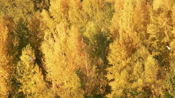 Árboles amarillos en el bosque. — Vídeo de stock